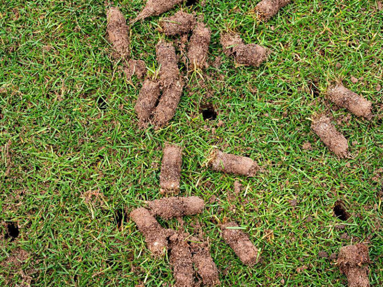 Bluegrass Aerating Service Canning Vale