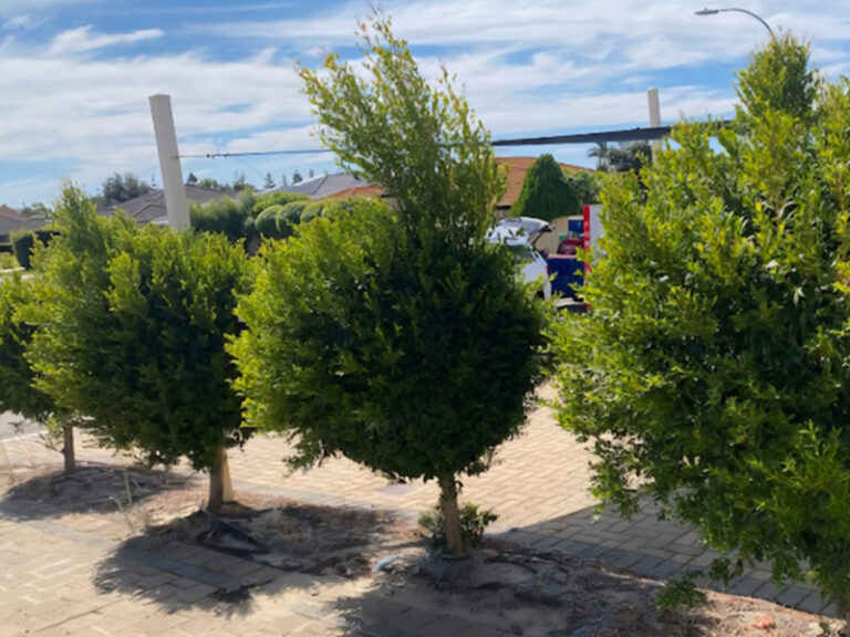 Bluegrass Tree Hedge Trimming Service Canning Vale